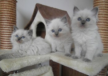 chatons blue colourpoint - 6 semaines - Chatterie Ragdolls du Val de Beauvoir